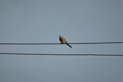 Streptopelia senegalensis