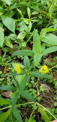 Lysimachia hybrida