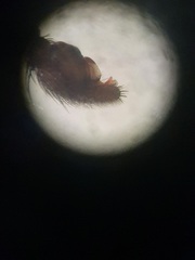 Callilepis schuszteri