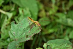 Crocothemis servilia