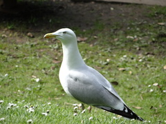 Larus argentatus