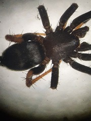 Callilepis schuszteri