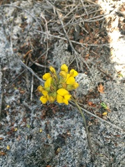 Rhynchosia ferulifolia