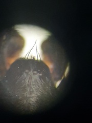 Callilepis schuszteri