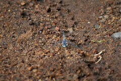 Diplacodes trivialis