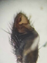 Callilepis schuszteri