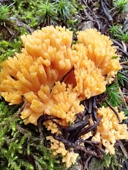 Ramaria largentii