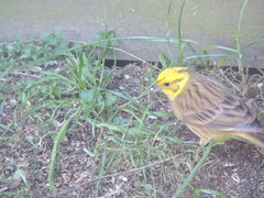 Emberiza citrinella caliginosa