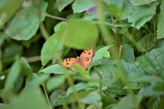 Junonia almana