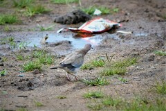 Streptopelia senegalensis
