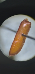 Neandra marginicollis