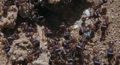 Pogonomyrmex rugosus