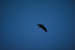 Ixobrychus cinnamomeus