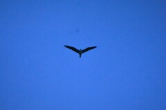 Nycticorax nycticorax