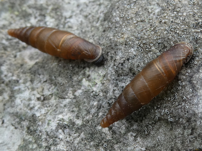 Macedonica pirotana