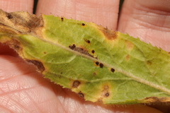 Puccinia pulverulenta