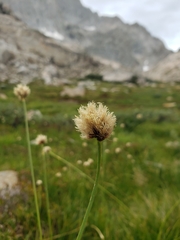 Calliscirpus brachythrix