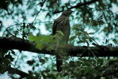 Accipiter badius