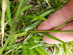 Calliscirpus brachythrix