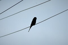 Dicrurus macrocercus