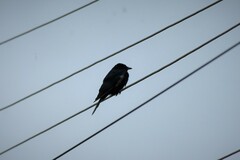 Dicrurus macrocercus