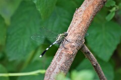 Orthetrum sabina