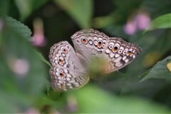 Junonia atlites