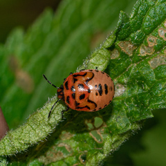 Cosmopepla lintneriana