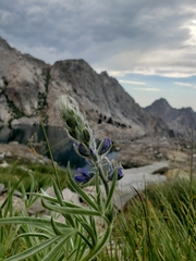Lupinus covillei
