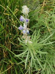 Lupinus covillei