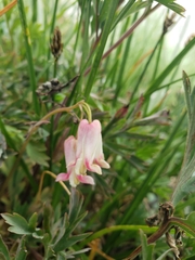 Dicentra nevadensis