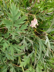 Dicentra nevadensis