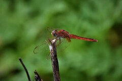 Crocothemis servilia