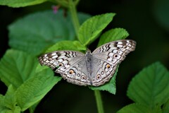 Junonia atlites