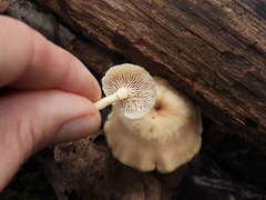 Lentinellus micheneri