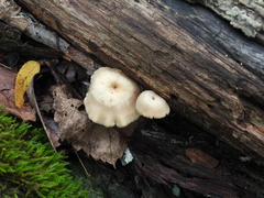 Lentinellus micheneri