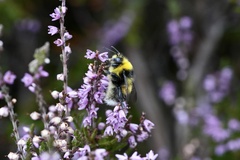Bombus jonellus