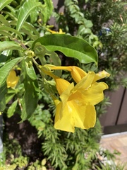 Allamanda cathartica