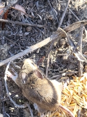 Peromyscus californicus