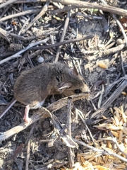 Peromyscus californicus