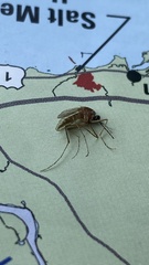 Coquillettidia perturbans