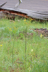 Senecio integerrimus exaltatus