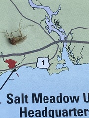 Coquillettidia perturbans