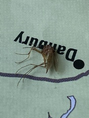 Coquillettidia perturbans