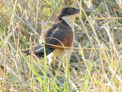 Centropus cupreicaudus