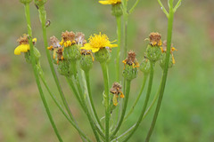 Senecio integerrimus exaltatus