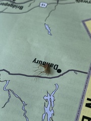 Coquillettidia perturbans