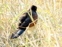 Centropus cupreicaudus