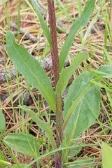 Senecio integerrimus exaltatus