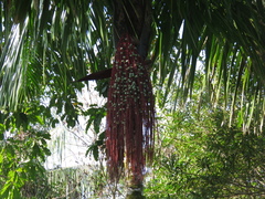 Oenocarpus bacaba